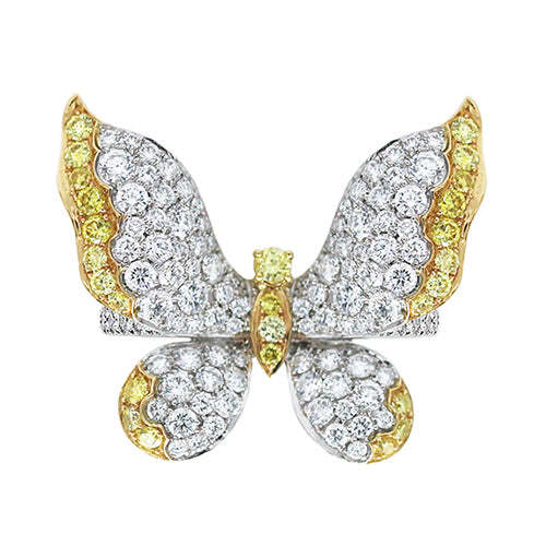 SCOTT WEST BUTTERFLY COLLECTION